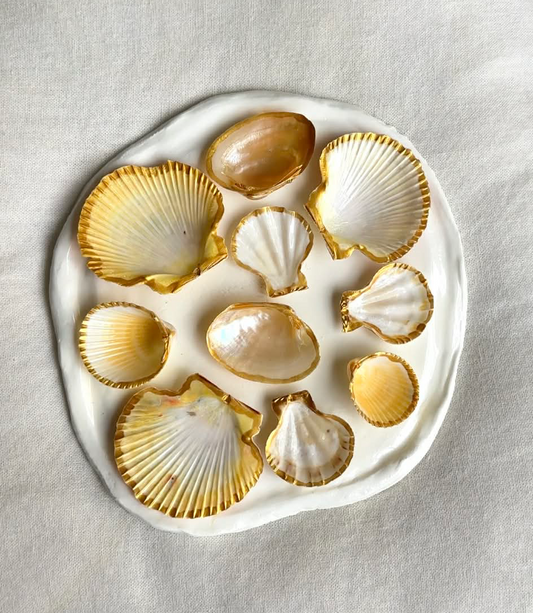Aphrodite's Seashell Palette